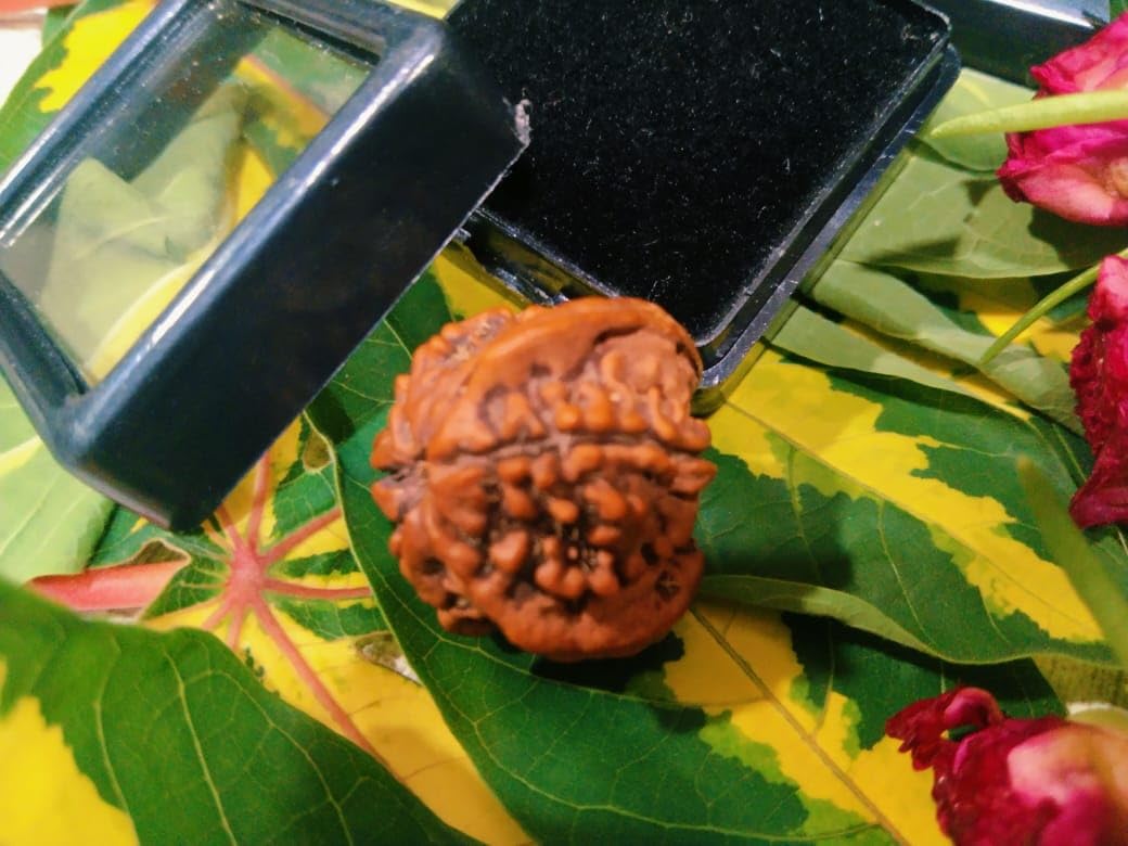 Rare Gems Gallery गणपति रुद्राक्ष Pure Gajanan Rudraksha Auspicious Nepal Ka Holy Beads Double Ganesha Rudraksha Original Certified गणेश रुद्राक्ष A1 Grade Ganpati Rudraksh for Wearing Men & Women