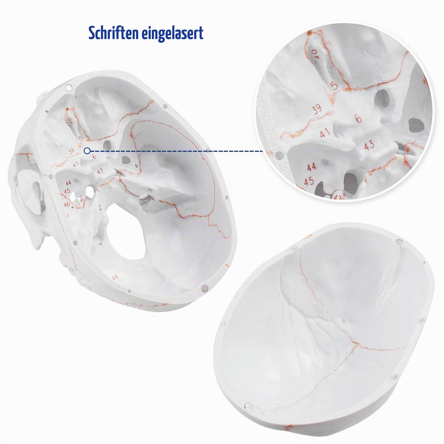 Medarchitect Schädel Modell, 360 ° -Drehung Verbesserter menschlicher Schädel in Lebensgröße auf Halswirbeln Anatomisches Modell, Spinalnerven und Arterien,Medizinstudenten Und Anatomiekurse