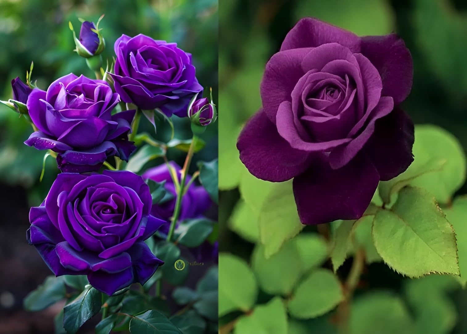 Grafted Purple roses Best Multicolor flower plant Climbing Rose Plant Perennial Hybrid - 1 Healthy Live Decorative Flowering Plant'in Nursery Grow Bag for Home Garden (Malticolur)