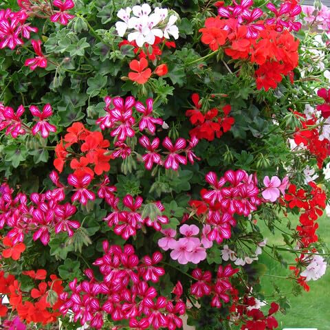 100Pcs Climbing Geranium Flower Seeds