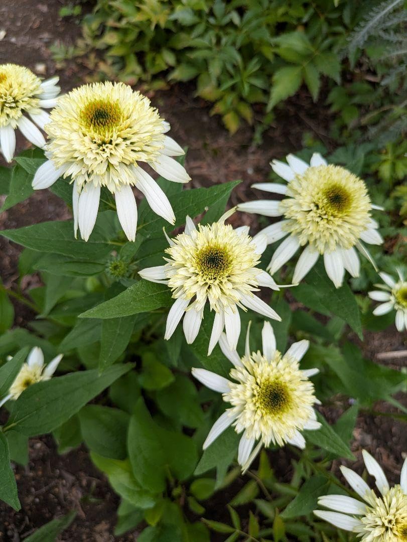 エキナセア ココナッツライム苗