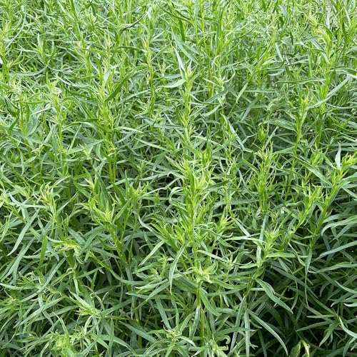 Tarragon Russian Seeds – an Easy to Grow Type, with a Mild Aniseed Flavour – Hardy Perennial – for Your Beautiful Kitchen Garden