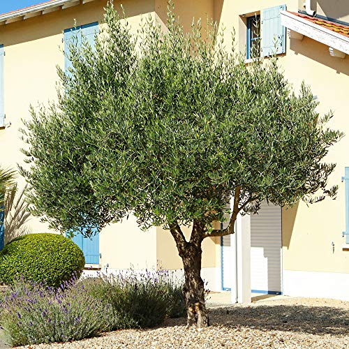 Perfect Plants Arbequina Olive Tree 3-4 Ft, Live Includes Special Blend Food, Planting Guide #TOP6