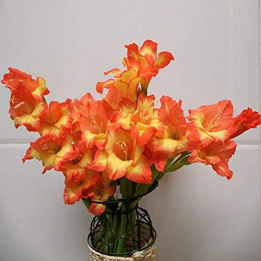 Gladiolus Bulbs 20 Pcs Giant Flowering Red & Yellow Gladiolus Flower Bulbs Perennial Gladiolus Bulbs for Planting
