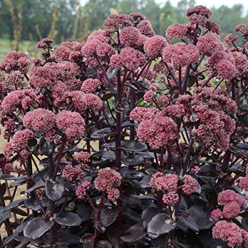 Votaniki Sedum Night Embers #1 Size Root for Planting –