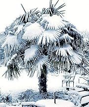 Frost-Hard Plant Rarity Trachycarpus Latisectus Wind Amer Palm up to 100 cm, Green