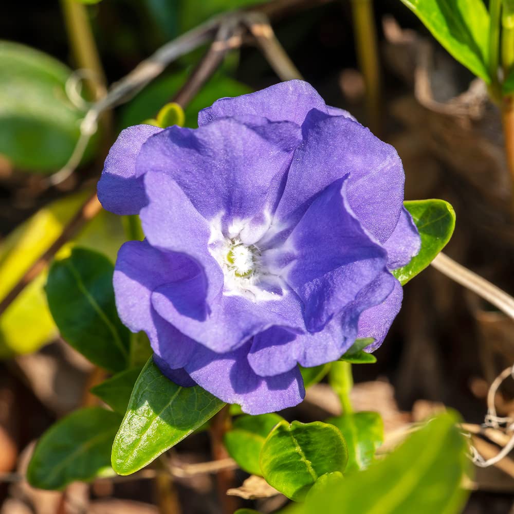 ツルニチニチソウ＆ヒメツルニチニチソウ ツルニチニチソウ／ヒメツルニチニチソウの育て方