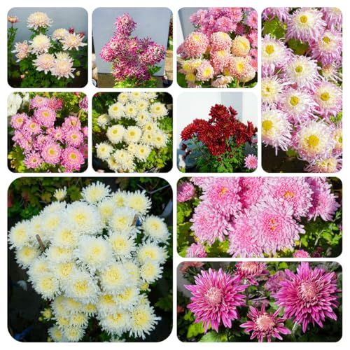 semillas de crisantemo, interior balcón, exóticas decoración 420pcs
