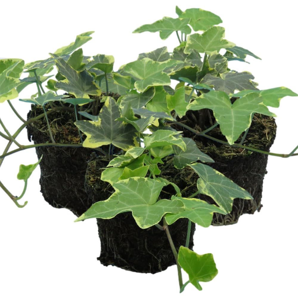 3 x Sunlit Ivy Gold Plants in Pots – Decorative Hedera Helix with Golden Leaves – Fast-Growing Indoor or Outdoor Climber – Lovely Gift for Garden or Home