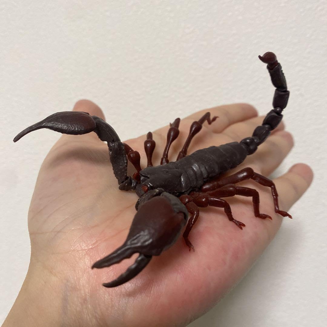 Amazon | いきもの大図鑑 サソリ レッドクロウエンペラー