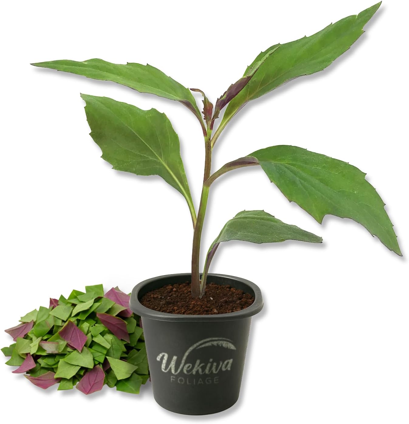 Okinawa Spinach - 3 Live Starter Plants - Gynura Crepioides - Grow Your Own Vegetables and Fruit in The Garden or Patio
