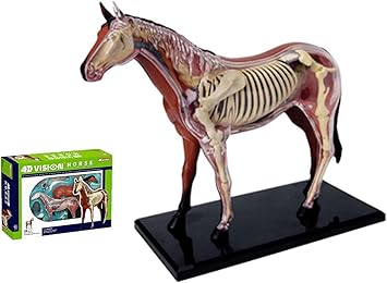 4D Vision Horse Anatomy Model,Teaching Aids Simulation Animal Horse Detailed Animal Organ Model for Medical Teaching and Learning