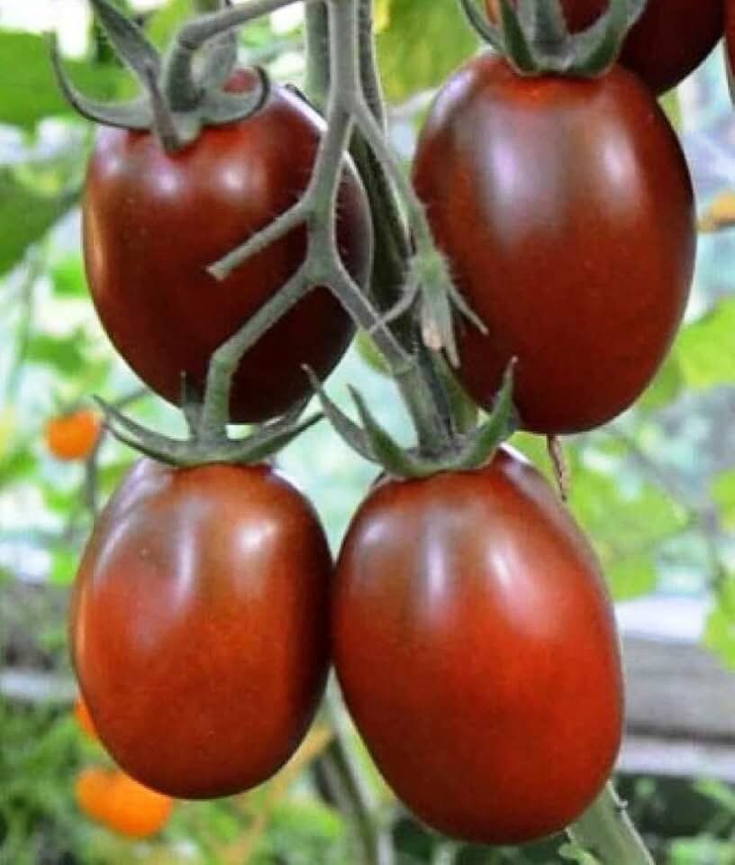 черри де барао черный описание сорта. барао черный описание. черри де барао черный. томат барао черный. томат де барао черный седек.