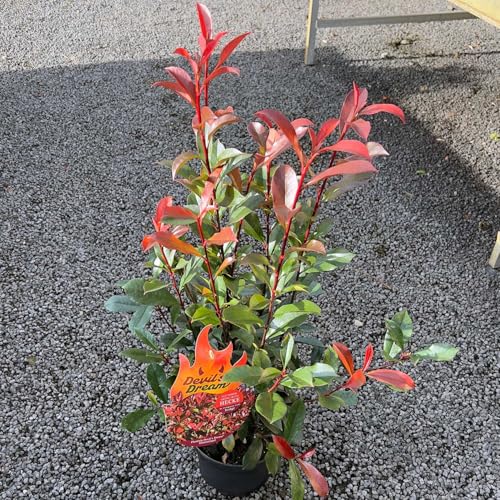 Glanzmispel Devil’s Dream ® Containerpflanzen 60-80 cm Glanzmispel Devil’s Dream ® Containerpflanzen 60-80 cm