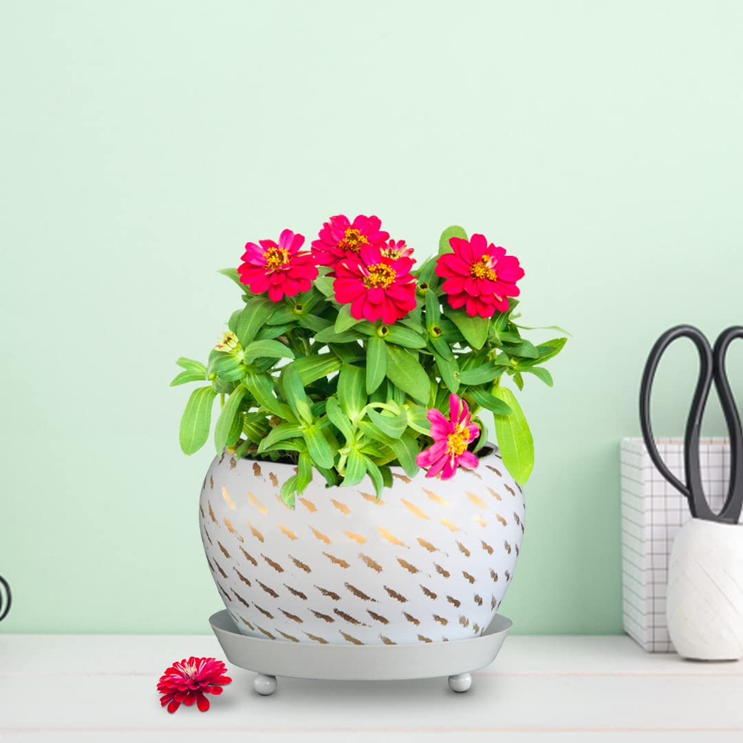 TrustBasket Golden Planter Bowl with Saucer | Flower Planter for Home, Office, Living Room, Balcony, Garden Decoration, Best for Indoor Plantation
