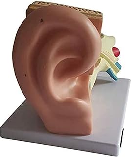 Study Model Ear Structure Model - 5X Enlarged Human Ear Model - PVC Material Ear Anatomy Model Medical Teaching Model (Color : A) SaiFei