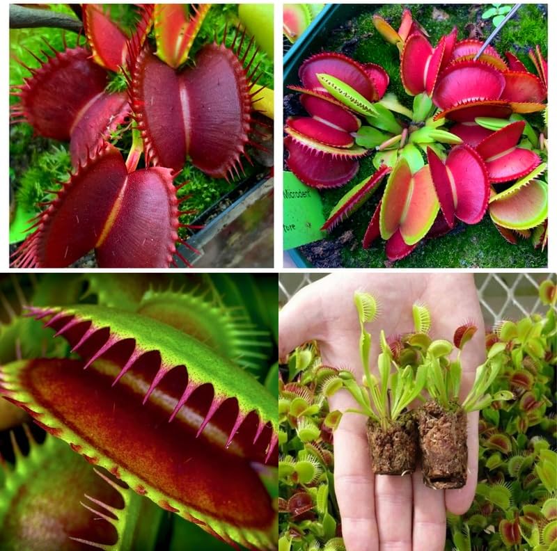 Pack 6 Mix Venus Flytraps Plants Live, Starter Plants Fly Trap Dionaea Muscipula for Growing