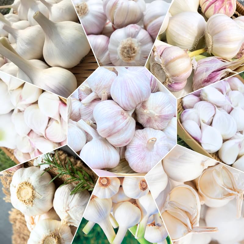 1 Lb Music Garlic Bulbs for Planting Hardneck Garlic for Garden or Raised Beds High-Yield Fresh Hardy Garlic Cloves