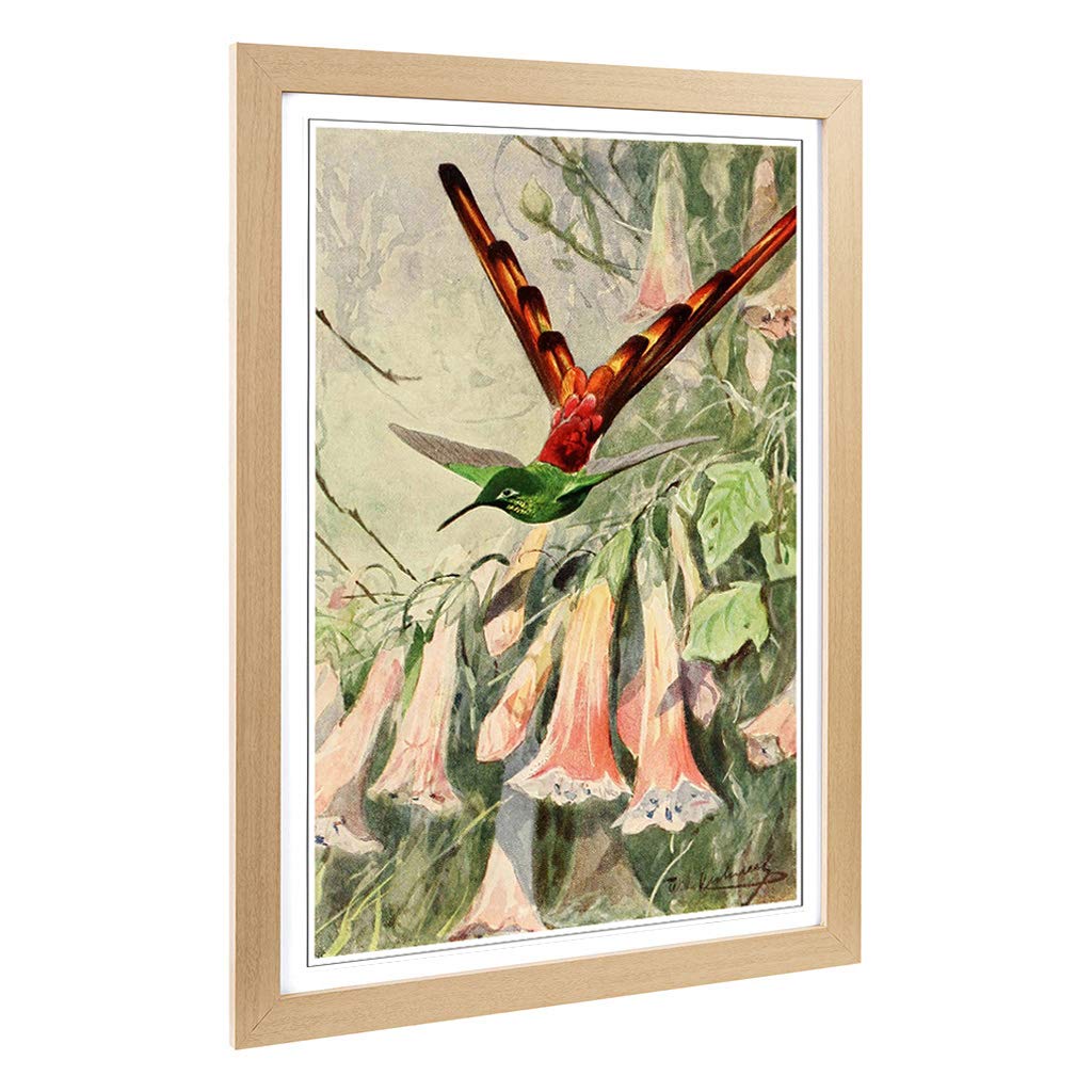 Big Box Art Framed Print of Vintage W Kuhnert Comet Hummingbird Design | Wall Art Picture | Home Decor for Kitchen, Living Room, Bedroom, Hallway, Oak, A2 / 24.5x18 Inch / 62x45cm