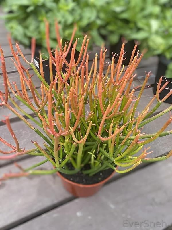 See full amazon price history chart for EverSneh Real Live Pencil Cactus Plant Succulent Plants EverSneh Real Live Pencil Cactus Plant Succulent Plants (B0C99KD5KX) Amazon Price History, Amazon Price Tracker
