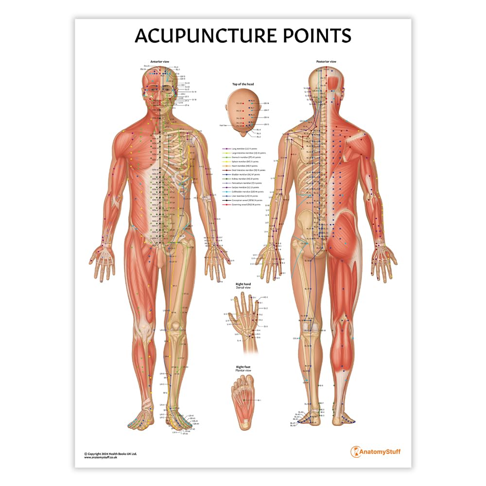 Anatomy Stuff Acupuncture Points Chart/Poster 45x60cm, 18x24 inches, Acupuncturist Diagram, Chinese Medicine Clinic Display, Needle Therapy