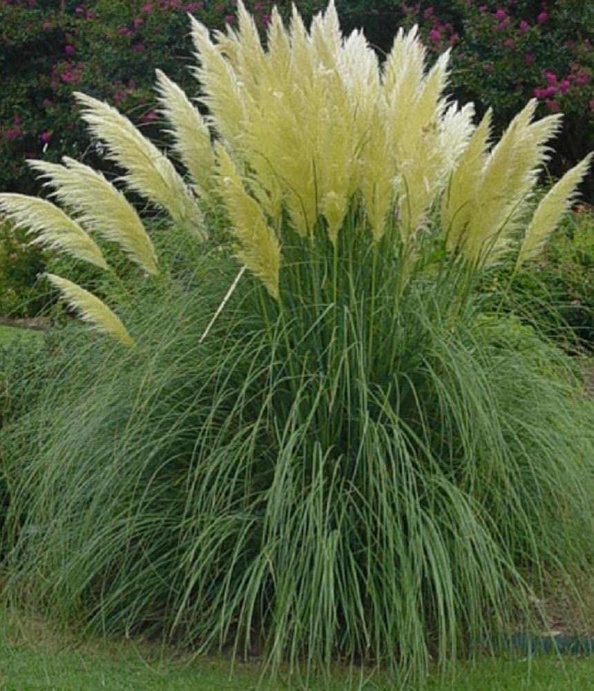 Cortaderia White Pampas Grass Plant Supplied in a 3 Litre Pot Cortaderia White Pampas Grass Plant Supplied in a 3 Litre Pot