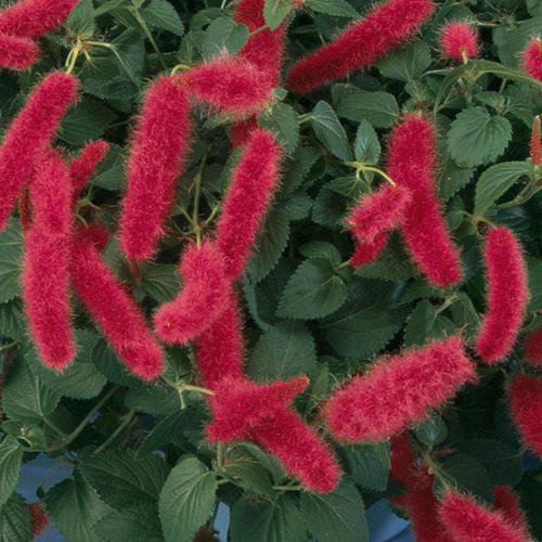 Firetail Chenille Plants - Pack of 2 Dwarf Chenille Live Plants - 4-6 Inches Tall - Unique Red Fuzzy Blooms, Great for Containers, Easy to Grow - Acalypha pendula
