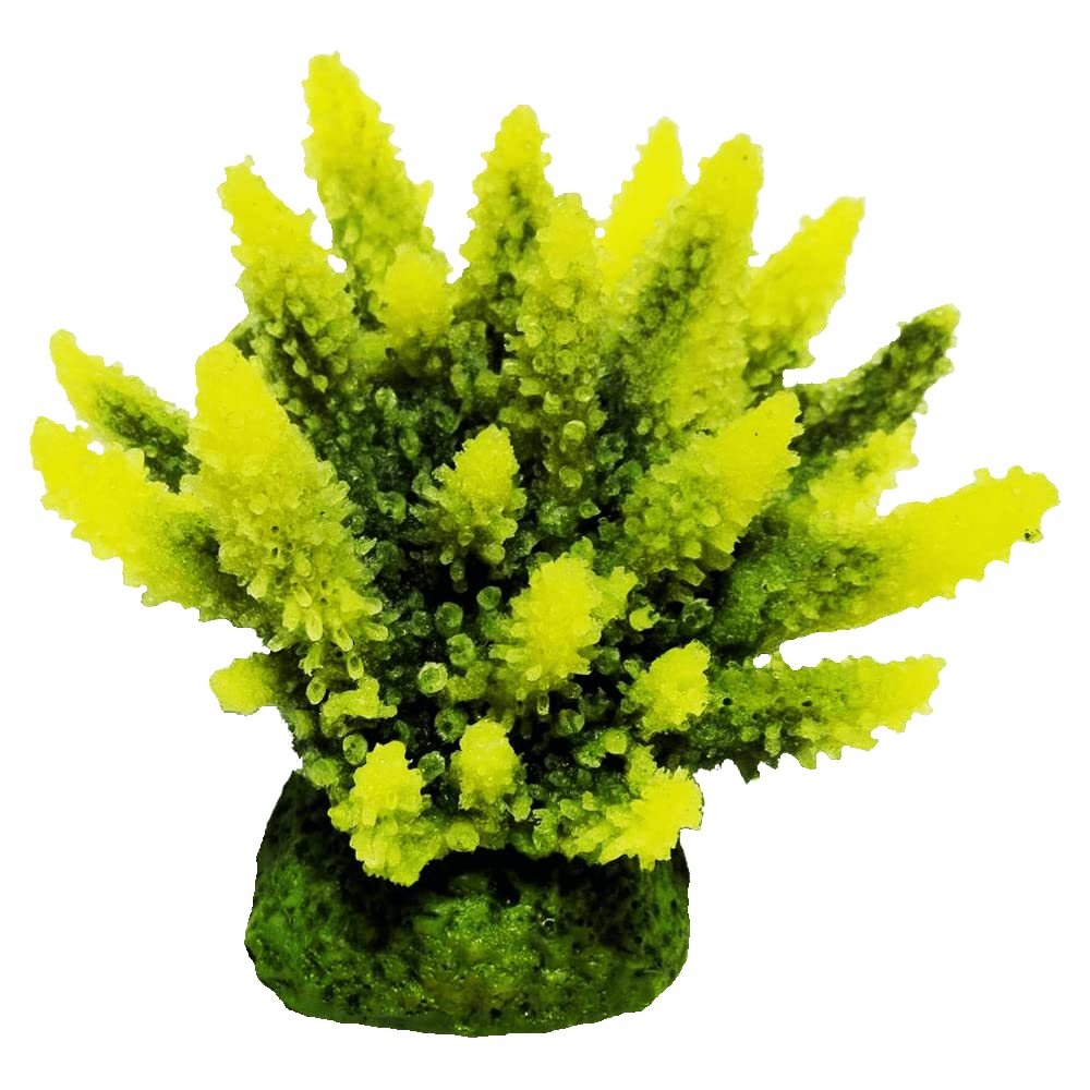 Amazon | 装飾珊瑚 ミドリイシ F 青+黄 | 装飾珊瑚 | サンゴ 通販