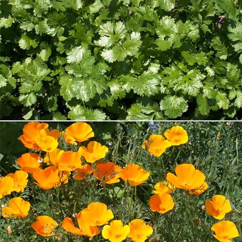 Image of Ferry-Morse Beneficial Bug Bulk Wildflower Seeds, 290,000+, 1 lb