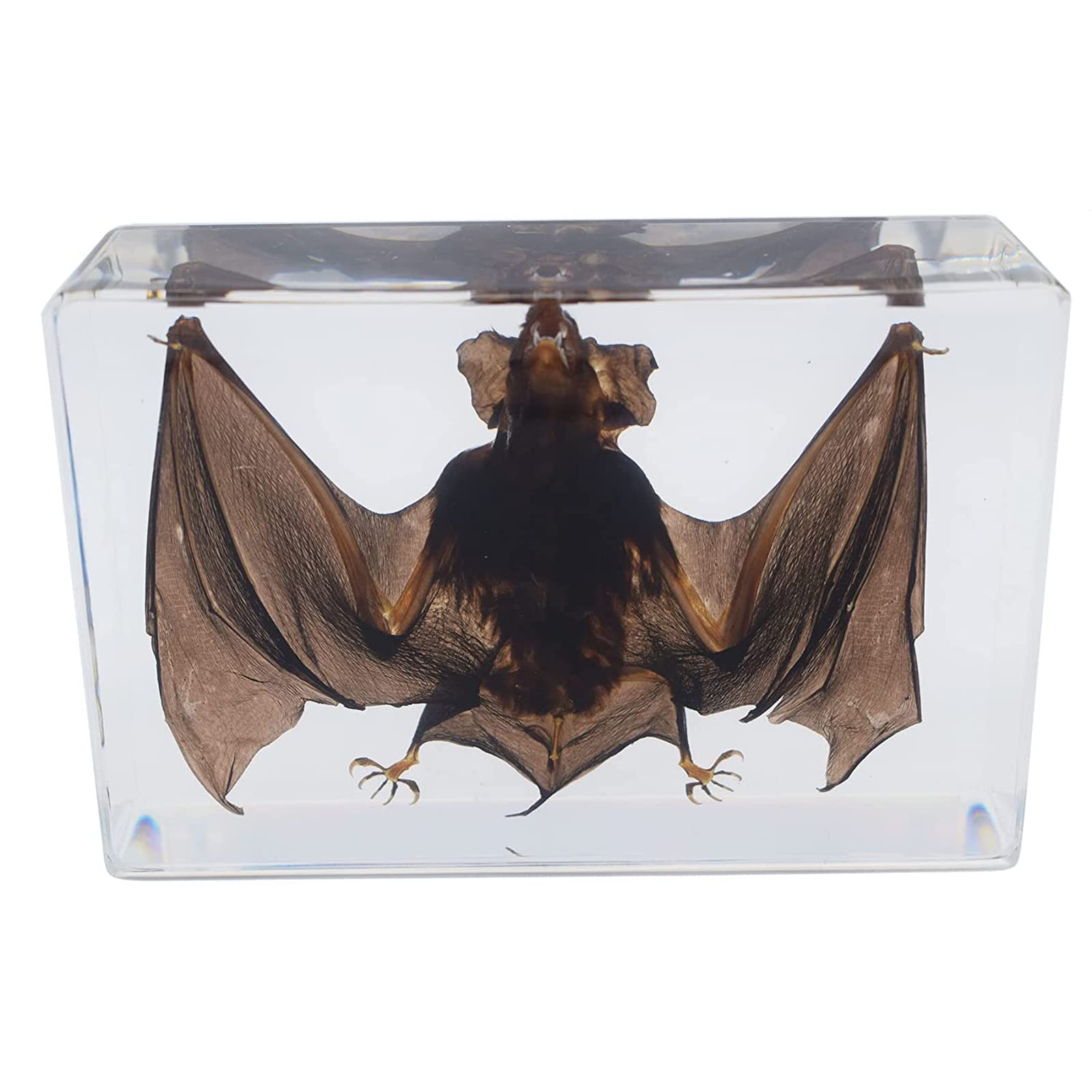UIGJIOG 135 * 88 * 36mm, Bat Taxidermy, Insect Resin Skeleton Embedded Specimen for Science Education