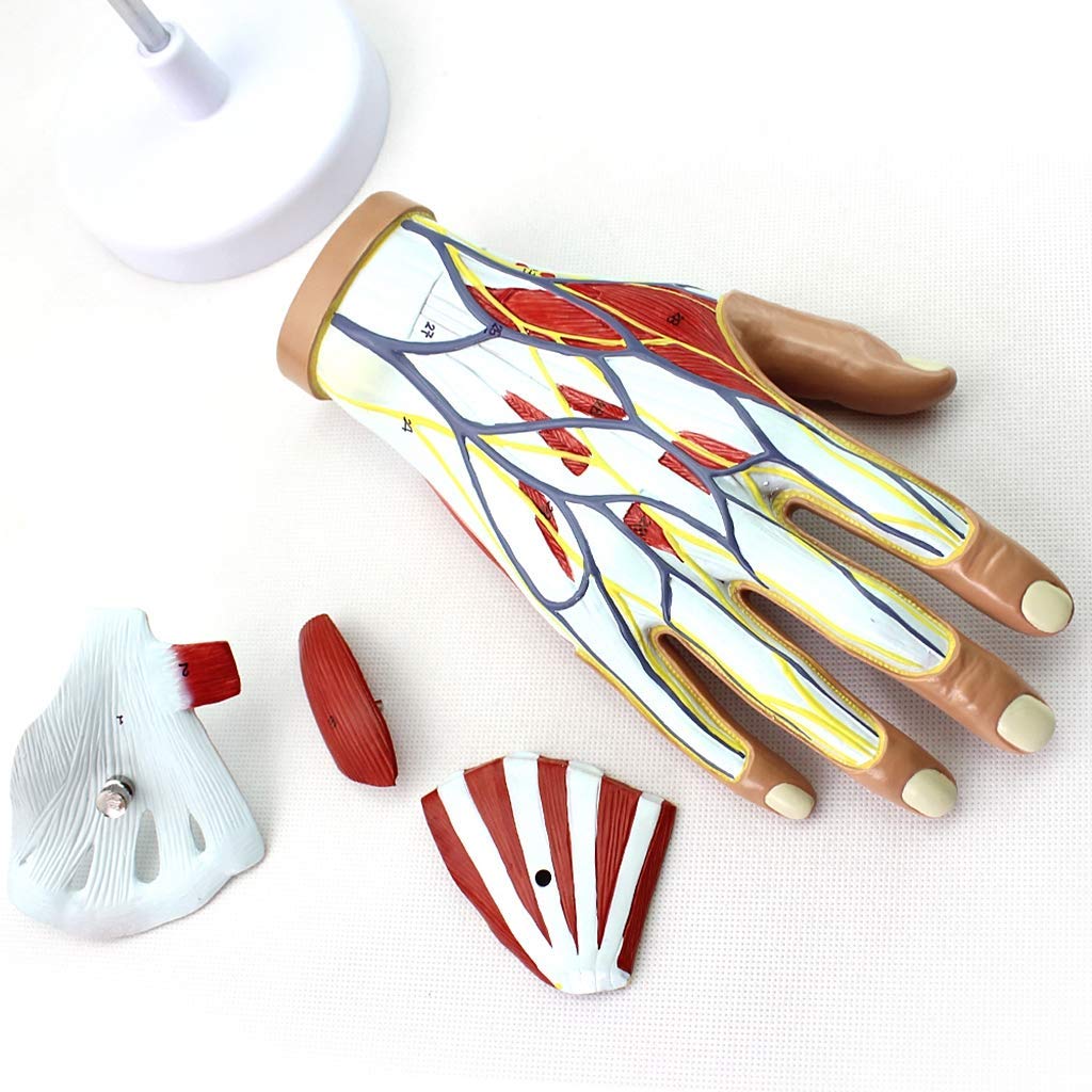 Anatomiczny model dłoni i więzadeł – ścięgna, anatomia naczyniowo-nerwowa – do sprzętu laboratoryjnego, naukowego, wyjmowanego, 4-częściowego, modeli medycznych i materiałów dydaktycznych