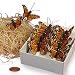 Orange Monarch Butterflies, 1-1/2"