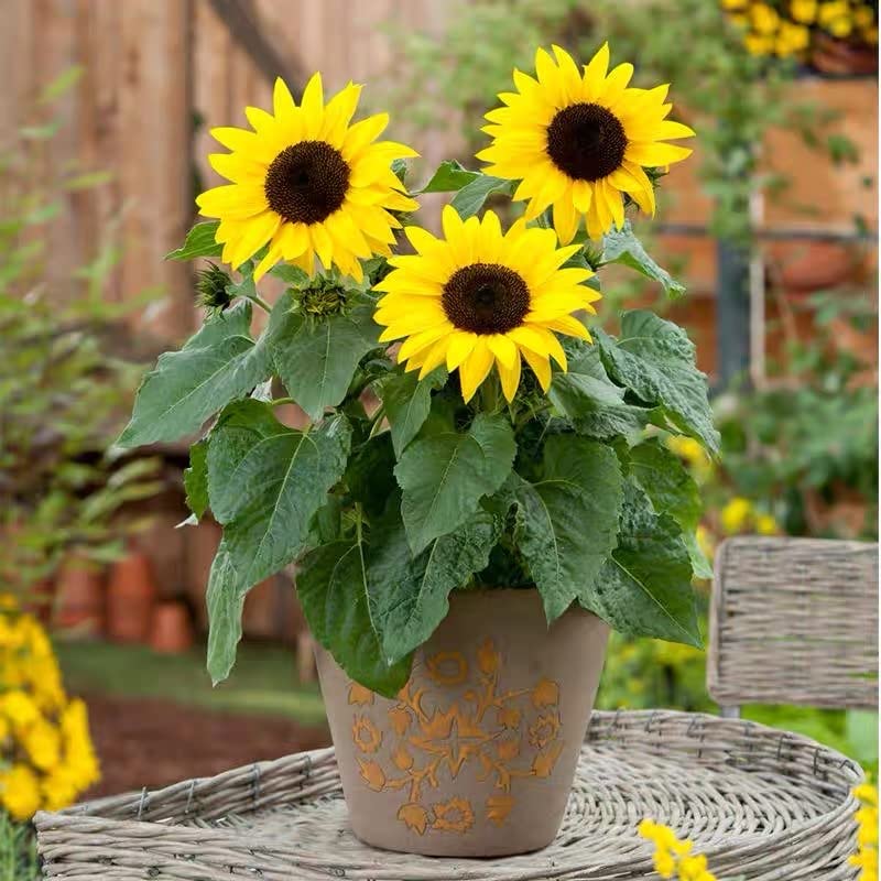 NO-GMO 45 Seeds, Mini Sunflower Seeds Dwarf Sunflower