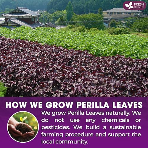 Image of FreshDrinkUS, Premium Perilla Leaf Tea - 75 Tea Bags | 100% Pure Perilla Leaves | Caffeine-Free, Non-GMO, Natural Packaging | Herbal Tea Bags for Daily Enjoyment. Gluten-Free. Sugar-Free. Vegan