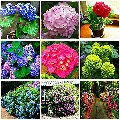Germinazione dei semi: 100 pezzi un sacchetto di ortensia Semi Mixed Colours piante in vaso, Jardin Bonsai Fiore