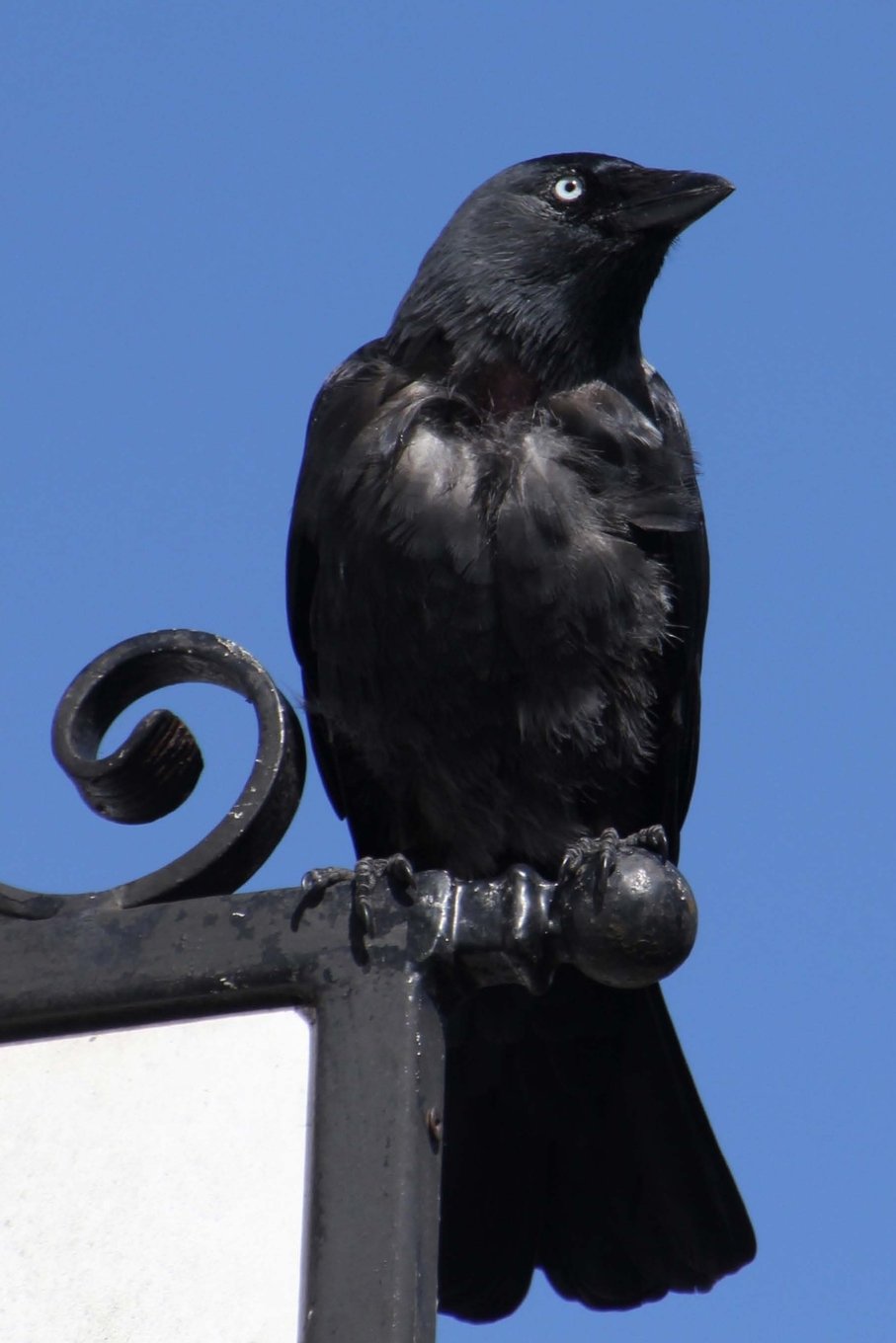 Jackdaw Bird Journal Crow: 150 page lined notebook/diary