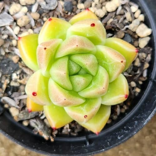 Ήp 7.5cm|bg A GPxA Echeveria 'Seog-Yeong' Y  ϗtA CeAO[ 񂹐A ke 1{ 1