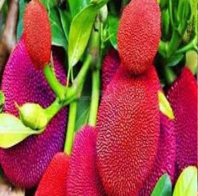 Image of Rare Dwarf Red Jackfruit Grafted Live Plant with Pot | Healthy Kathal Fruit Tree for Home Garden | Fast Growing Outdoor Fruit Plant | Pack of 1
