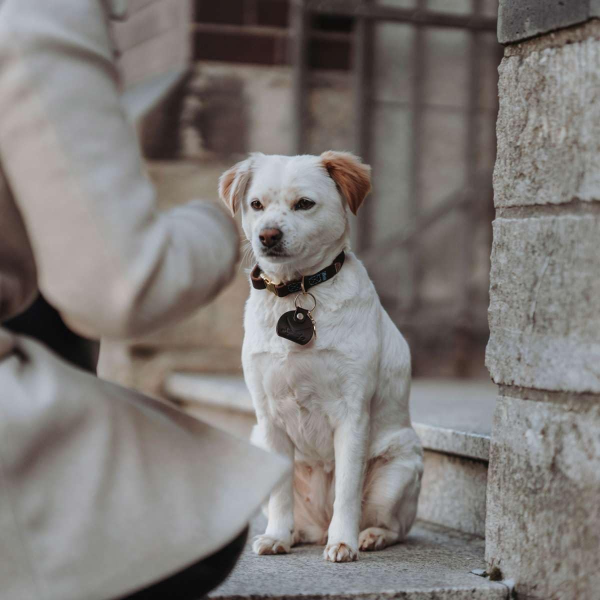 HUNTER Sansibar Hundehalsung
