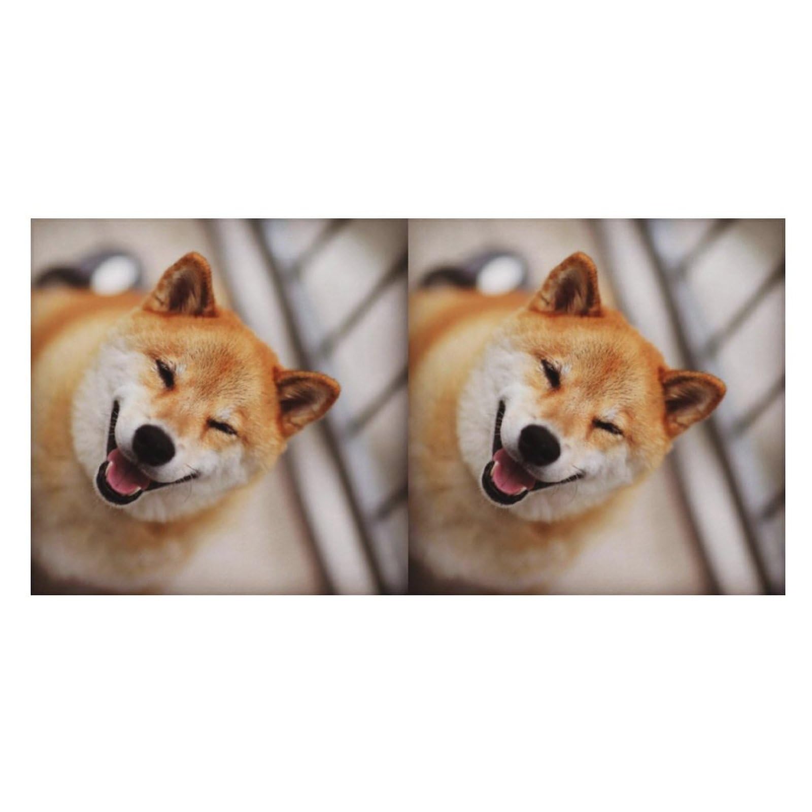 LWORZIIB Beach Towel, Smile Shiba Inu Bath Towel, Pool Towel Great for Gym Swimming 80 X 160cm