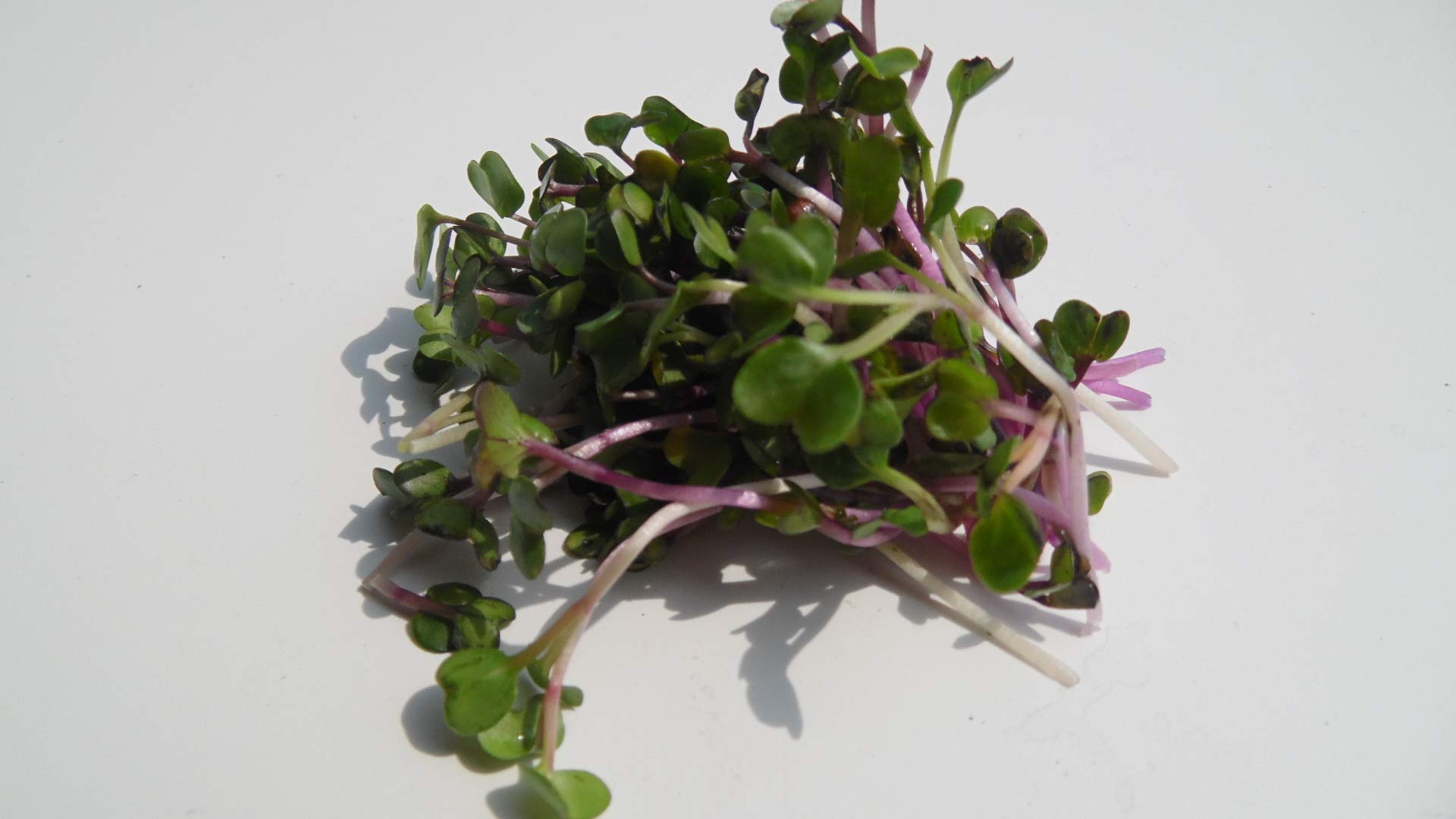 BIO Keimsprossen Radies Samen 250g - Sprossenanzucht Für Microgreens & Gesunde Ernährung