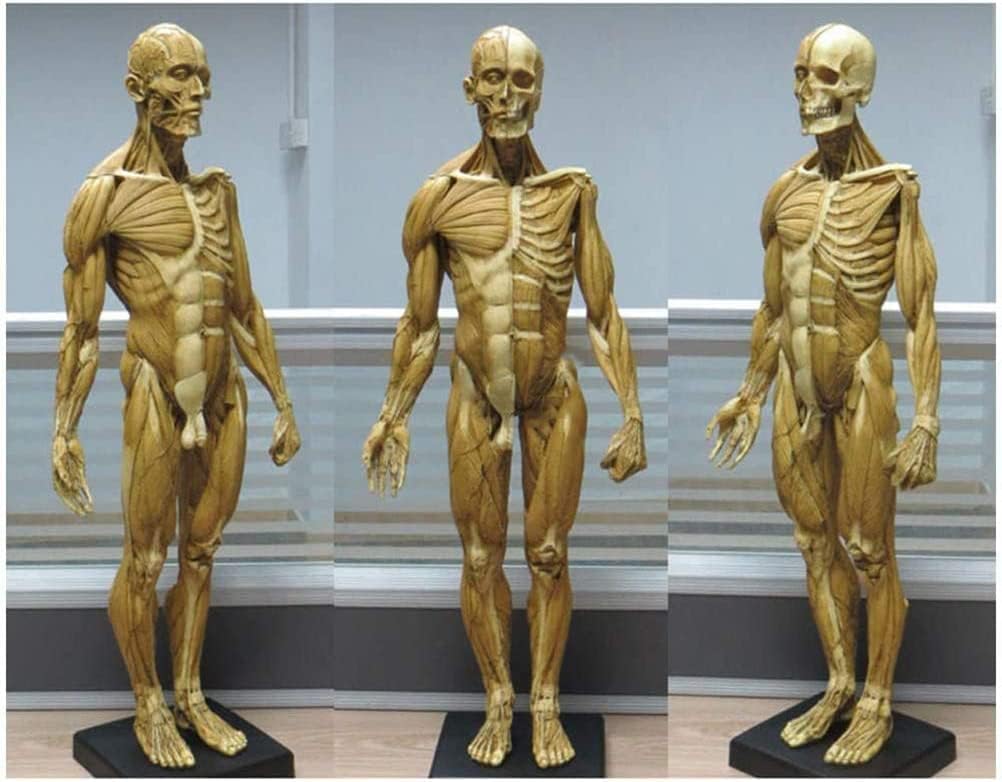 人体模型 Manikin 人体モデル 1:3 人体筋肉模型 筋肉と骨格 人体解剖学