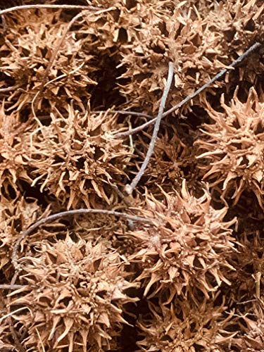 Cholla Queen 10, 25, or 50 Pieces Natural, Organic Sweet Gum Seed Pods, Balls, Paw Paws, Liquidambar, Spiny, Bioactive, Isopods, Vivarium, Terrarium, Paludarium, Shrimp (25 Pieces)