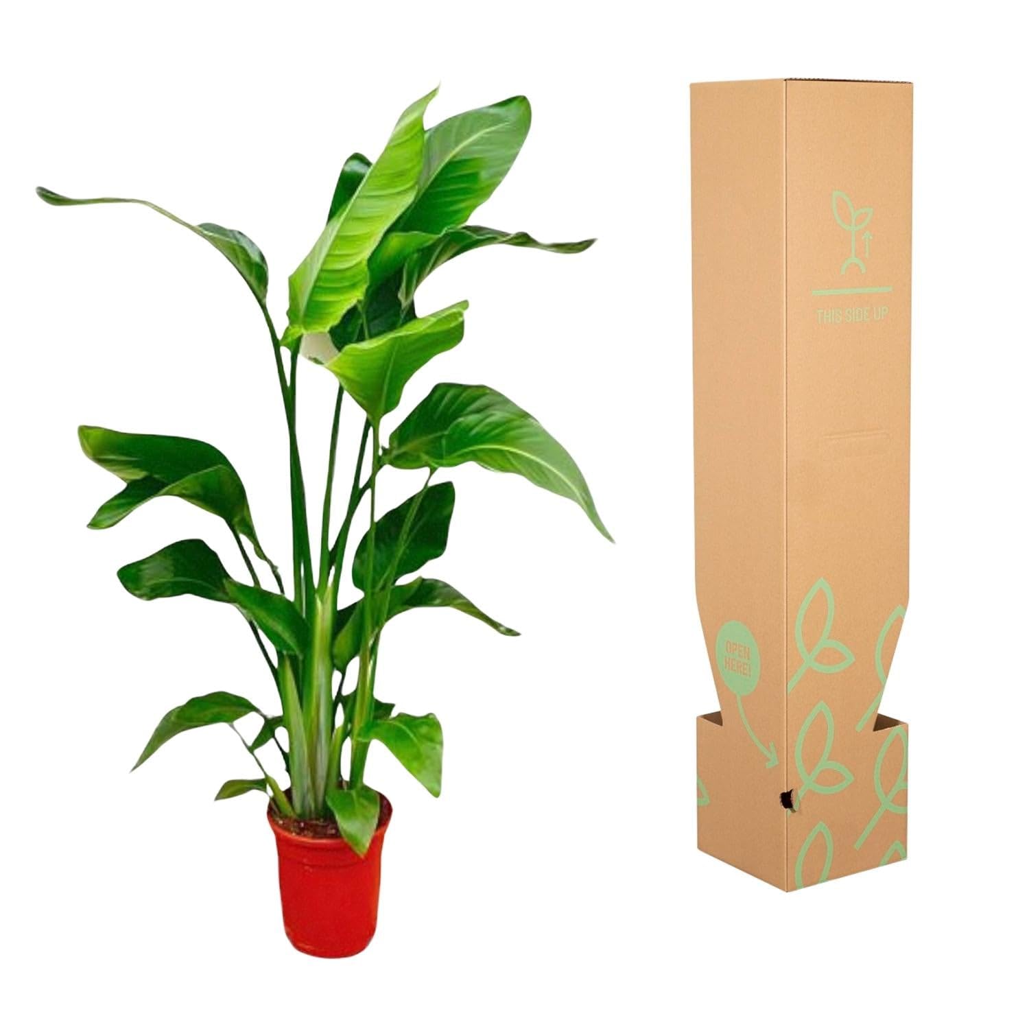 Strelitzia nicolai – dwa łatwe w pielęgnacji kwiaty rajskiego ptaka – 17 cm – wysokość 70-90 cm – tropikalne rośliny zielone do wnętrz – bujne rośliny pokojowe