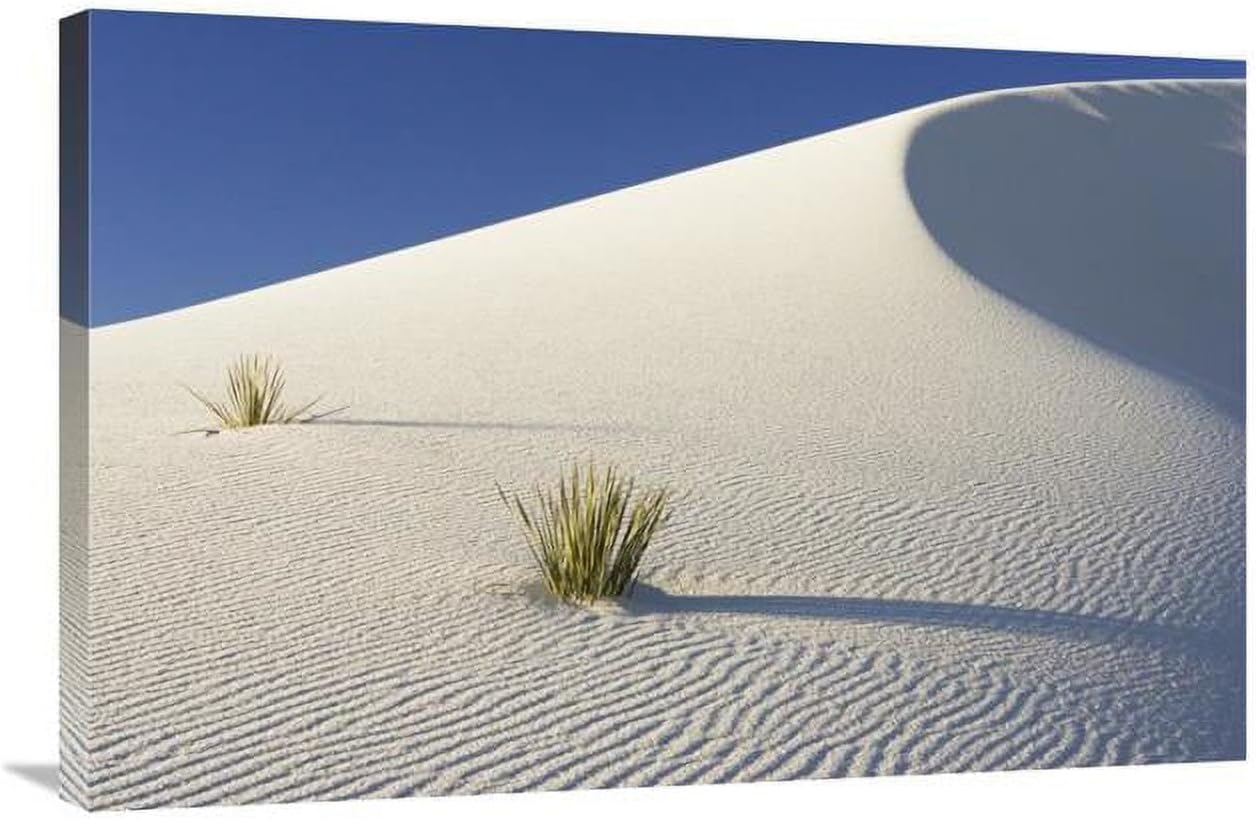 24 x 36 in. Yuccas in Gypsum Sand Dunes, White Sands National Monument, New Mexico Art Print - Konrad Wothe