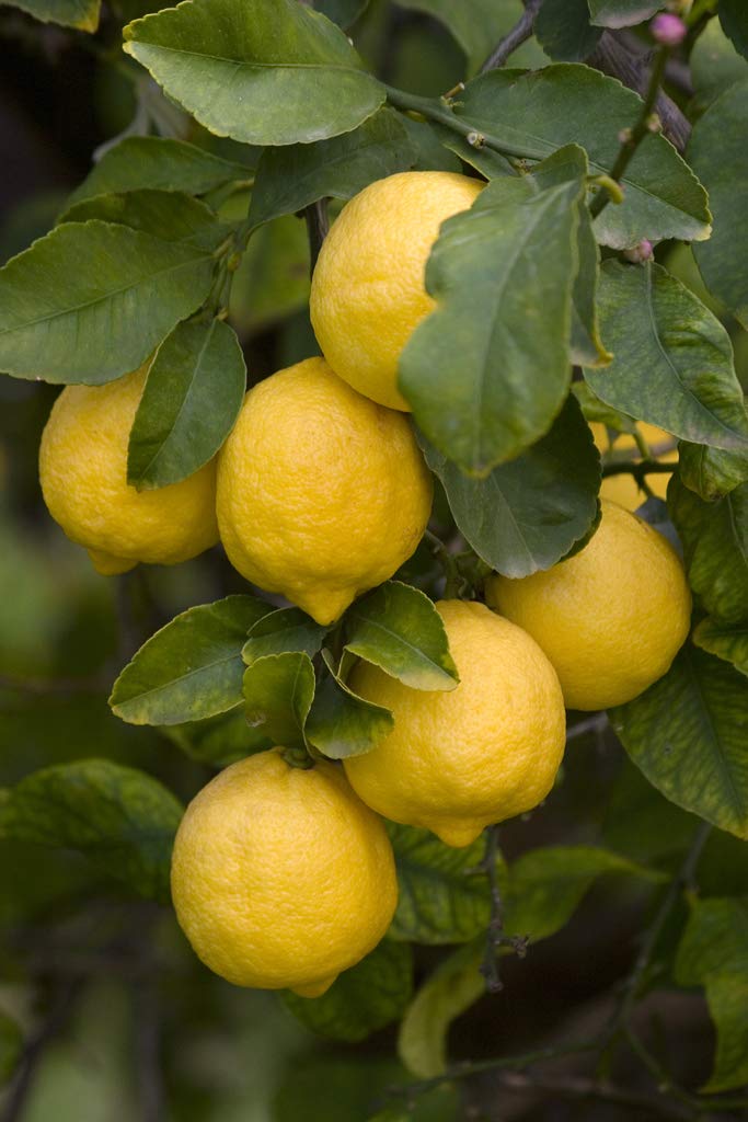GEA LUPINI Lupini macinati - Concime Biologico per Limoni e agrumi