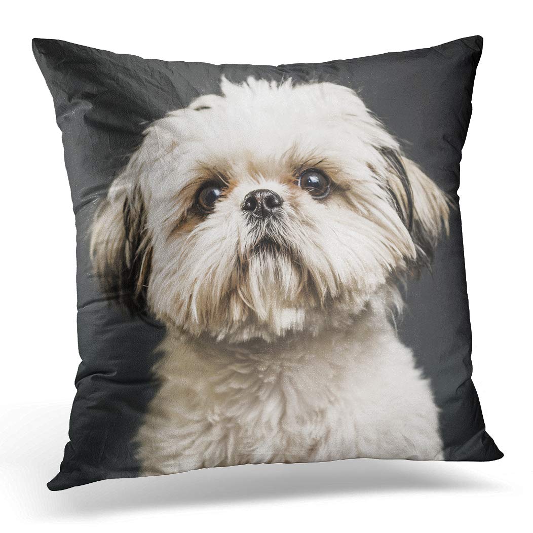Topyee Color 19 Cushion Cover Puppy Shih Tzu In Studio Dark Animal Beautiful Canine 45X45cm/18X18 Inch Home Decor Throw Pillow Cover Square Pillowcase For Bed Sofa
