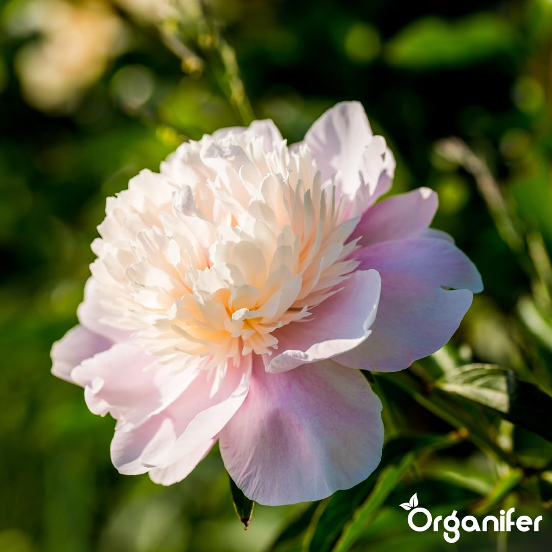 Peony Nawóz Organiczny Do Kwiatów - 10L - NPK 2-1-8 | Zdrowe Liście - Silne Korzenie I Wysoka Plonność - Organifer