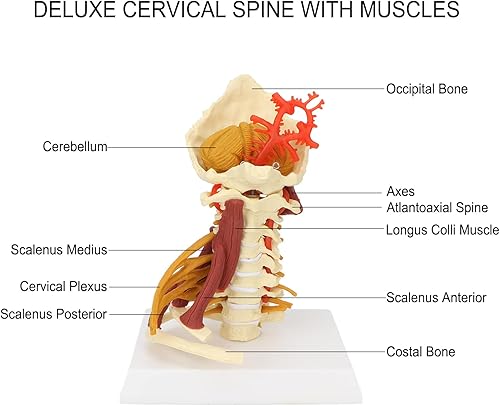 Miniatura 4 de Modelo de columna cervical, modelo de nervios espinales humanos extraíbles, para médico, paciente, comunicación, ciencias, aula, estudio,
