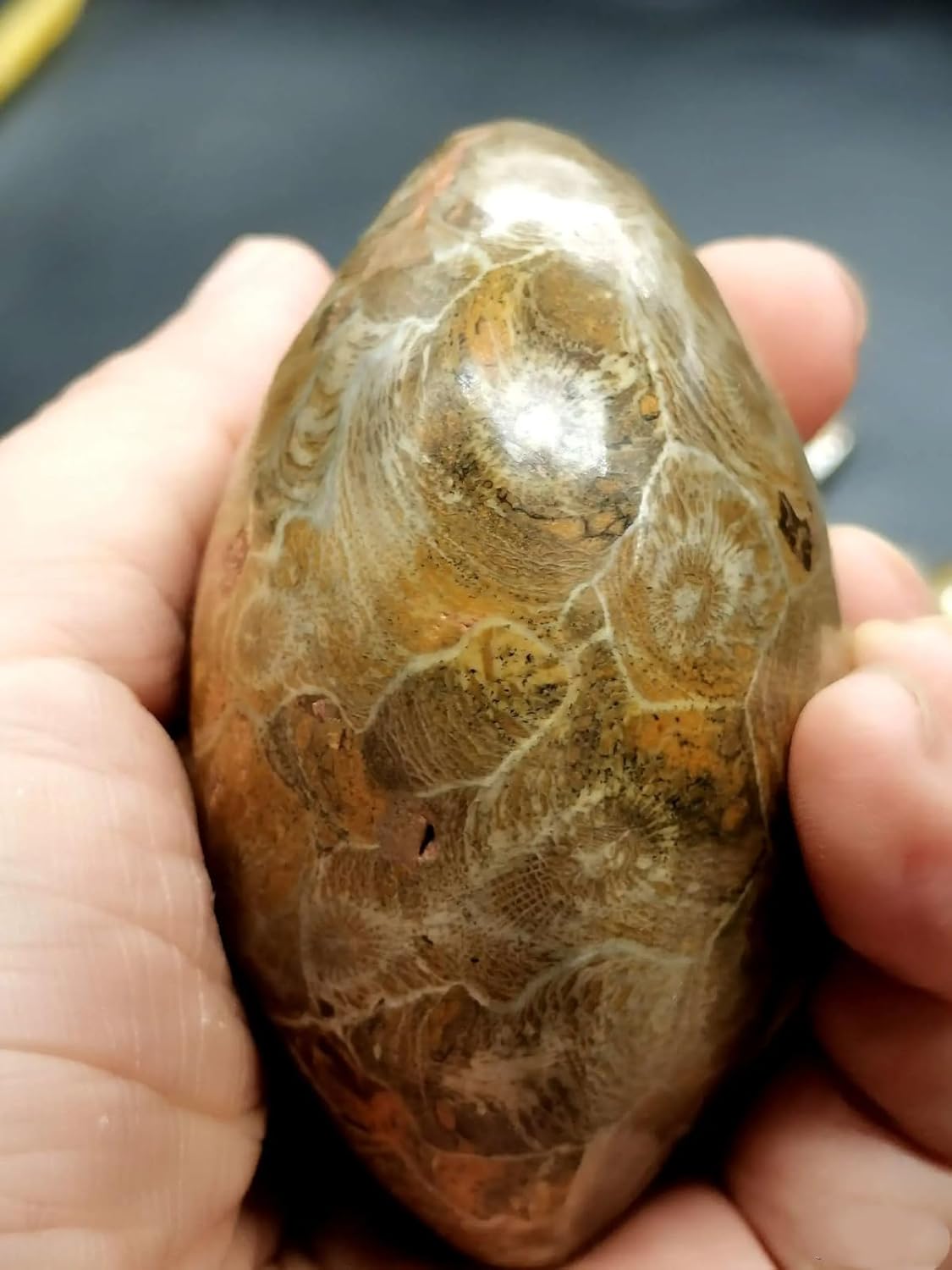 Rare Prehistoric Moroccan Invertebrate Fossil Crystal